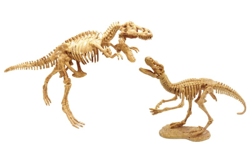 2 szkielety dinozaurów zestaw dla małego archeologa Buki