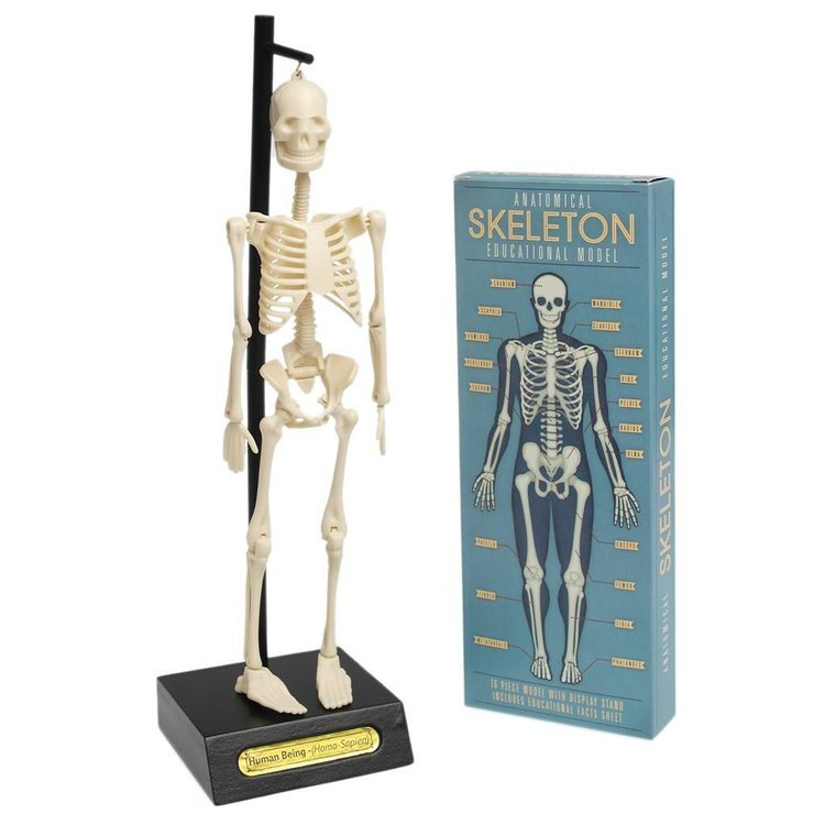 anatomiczny model szkieletu Rex London